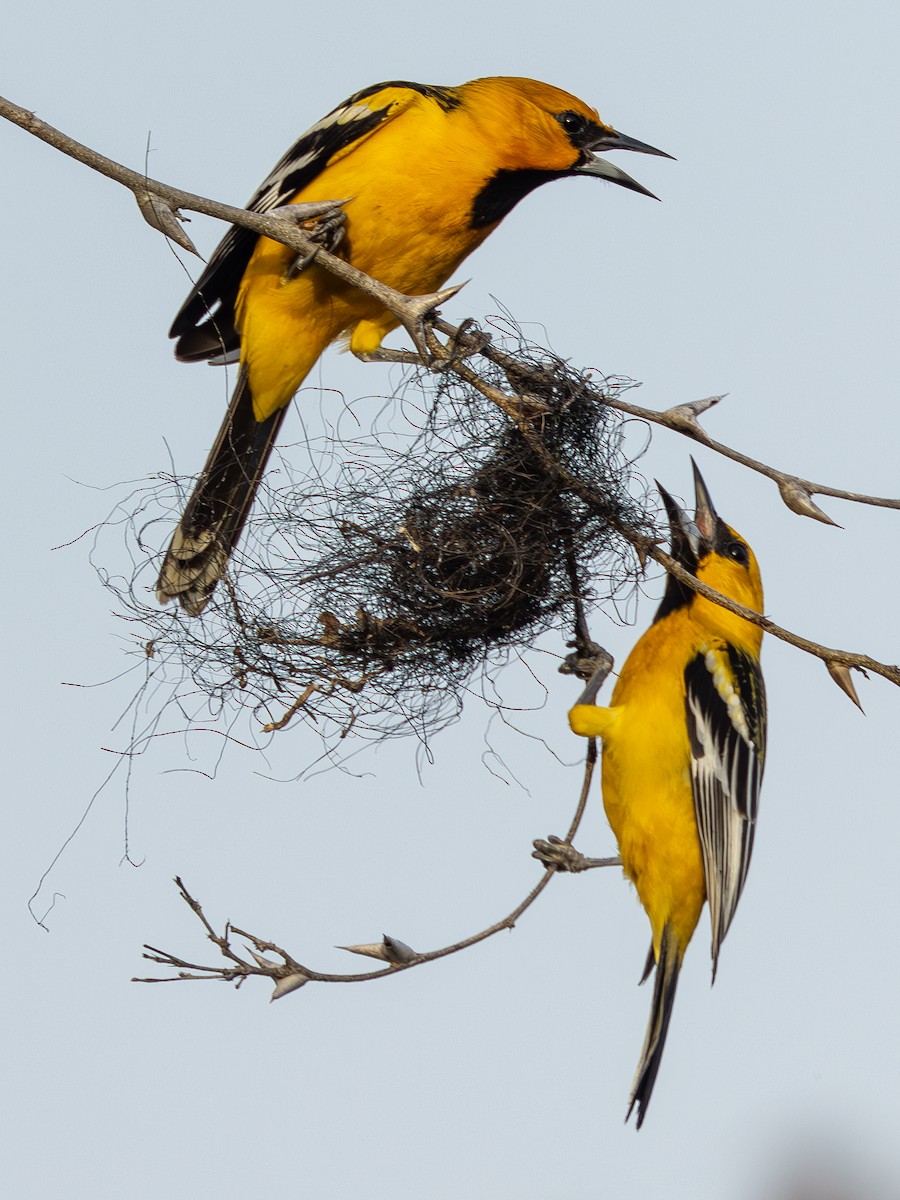 Streak-backed Oriole (Streak-backed) - ML627577233