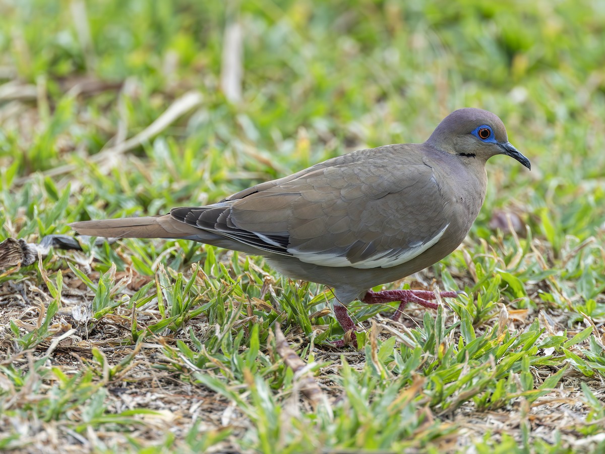 White-tipped Dove - ML627577235