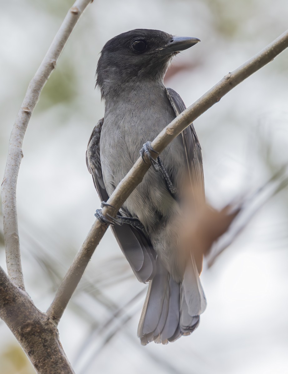 Rose-throated Becard - ML627577252