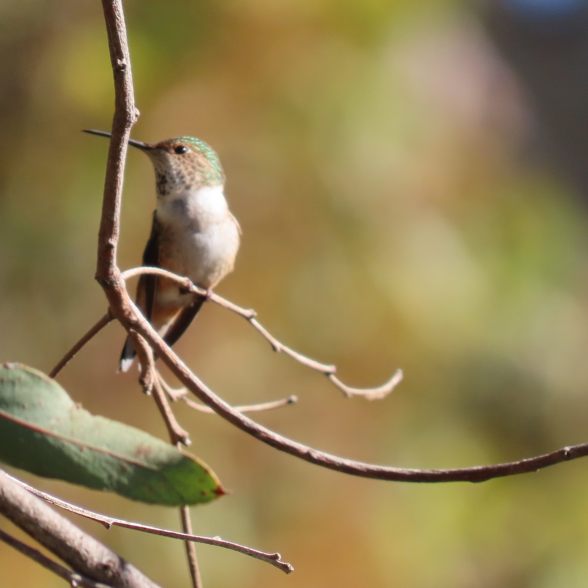 Allen's Hummingbird - ML627577253