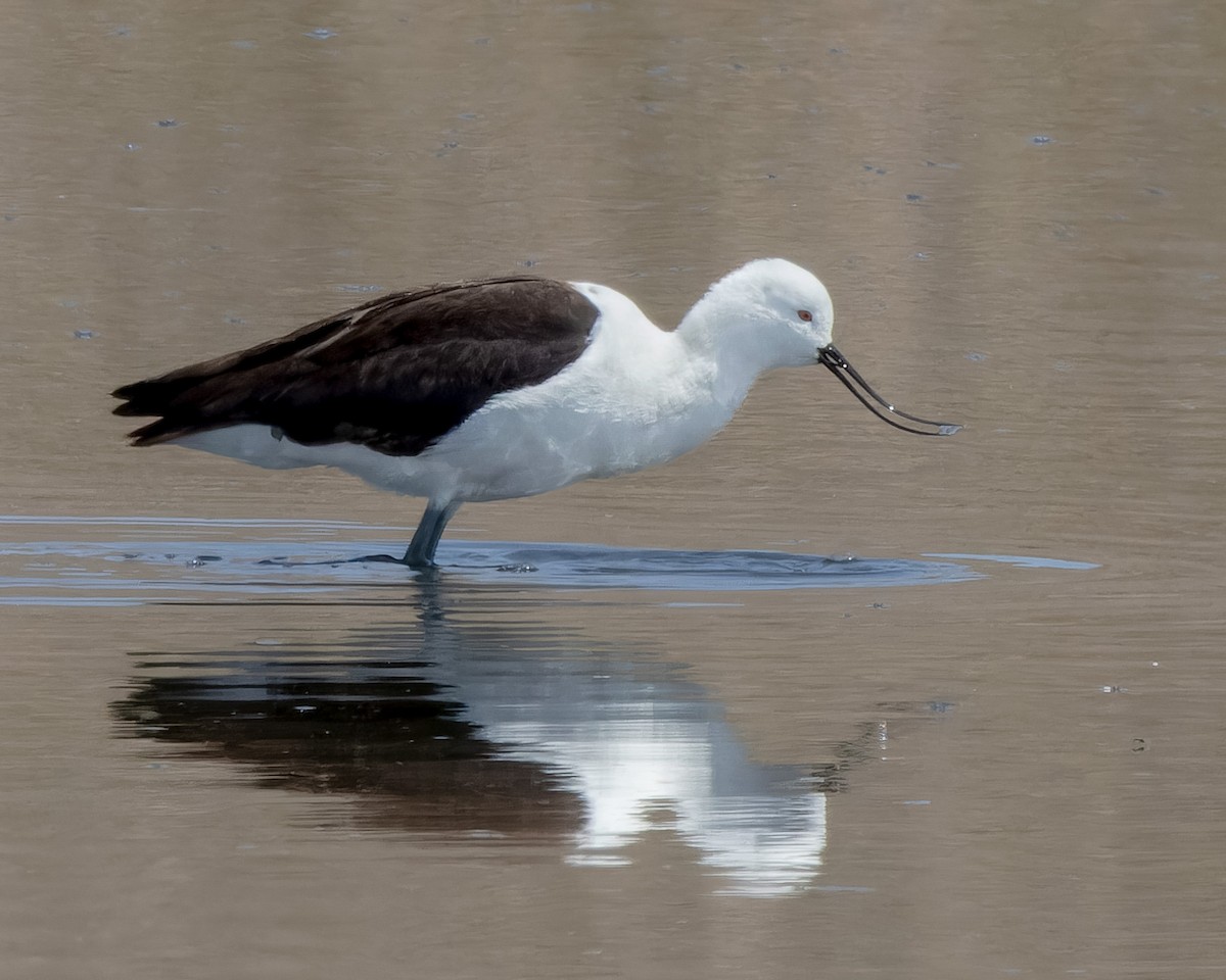 Andean Avocet - ML627577310