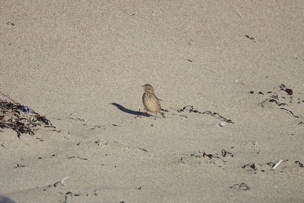 American Pipit - ML627577312