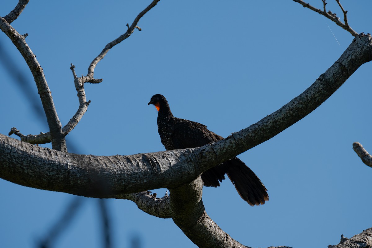 Dusky-legged Guan - ML627577359