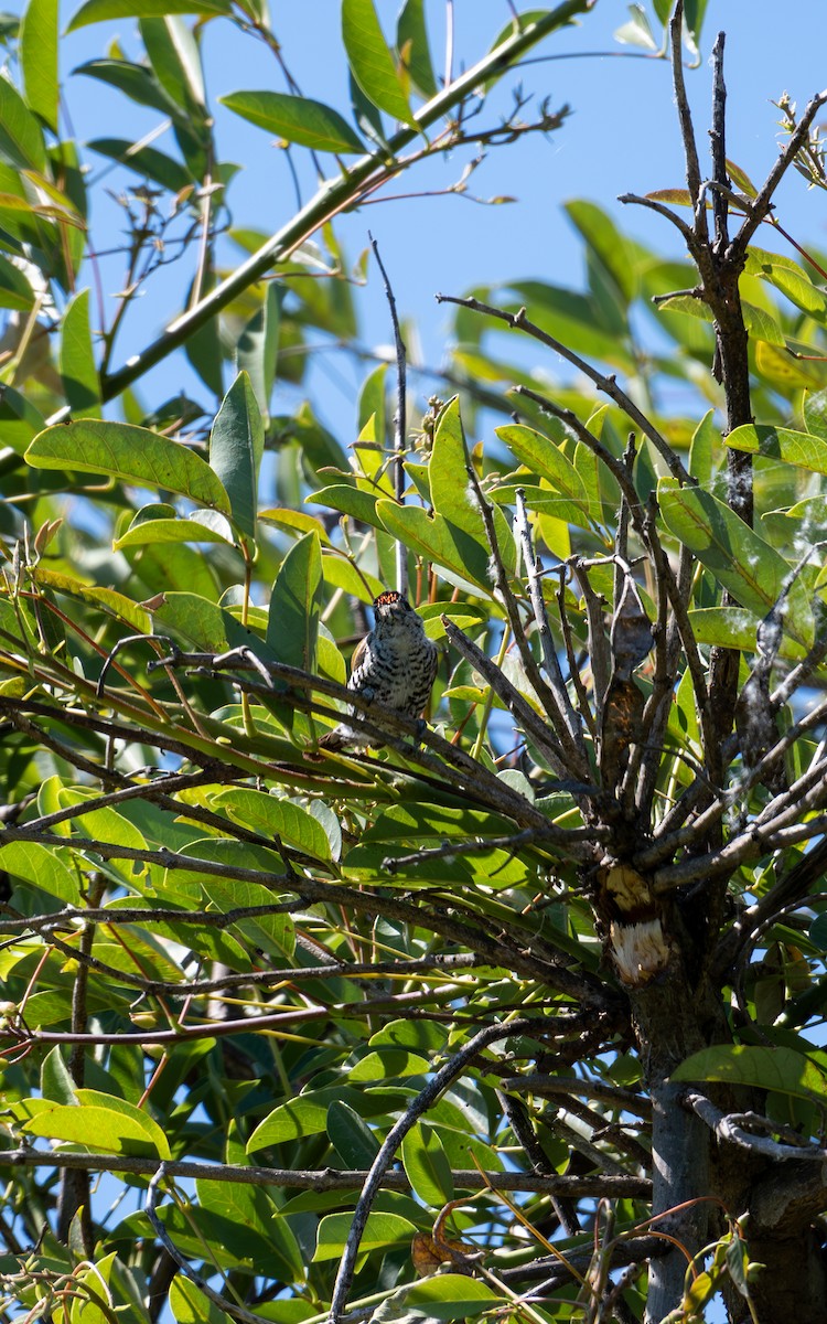 White-barred Piculet - ML627577399