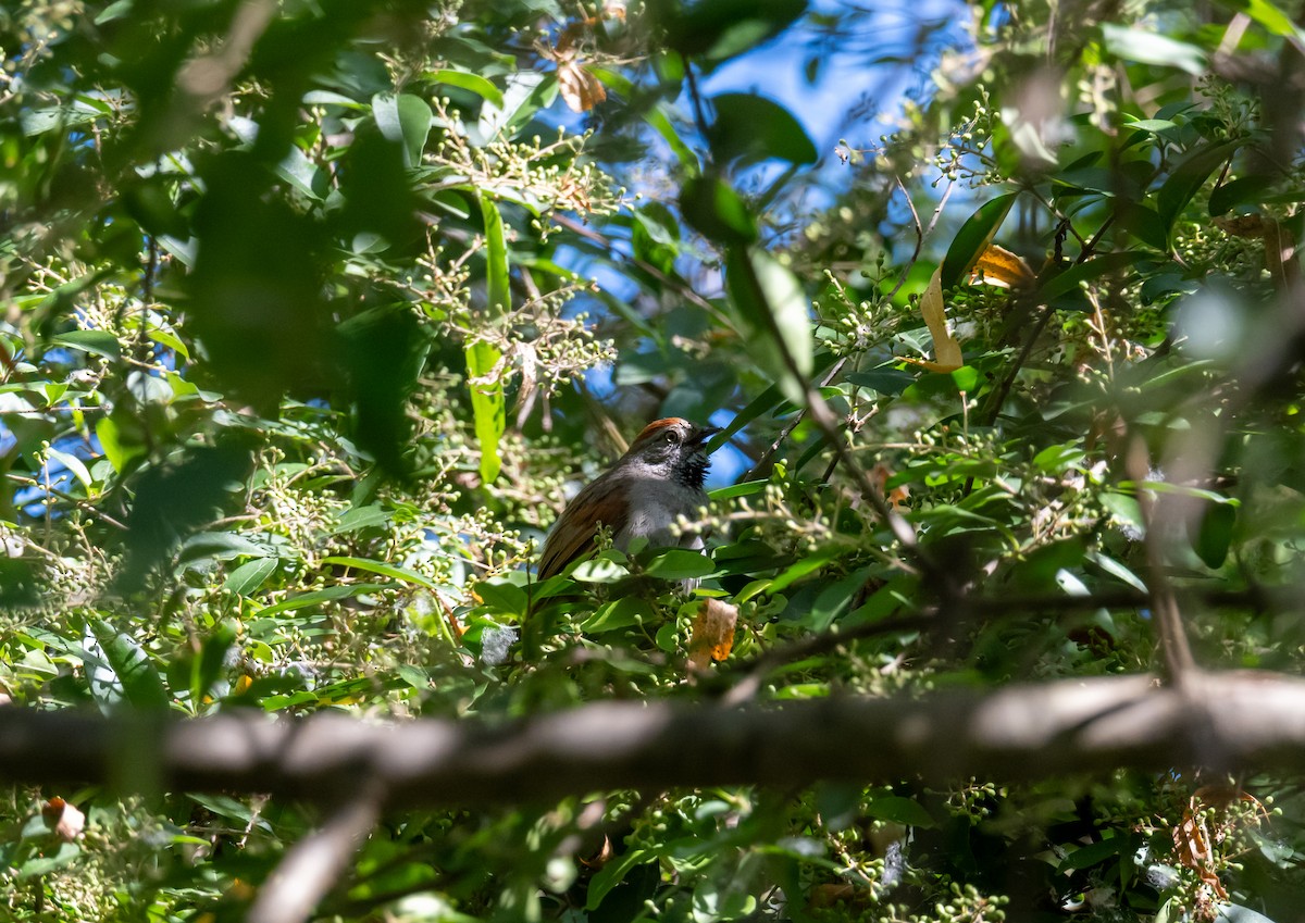 Sooty-fronted Spinetail - ML627577436