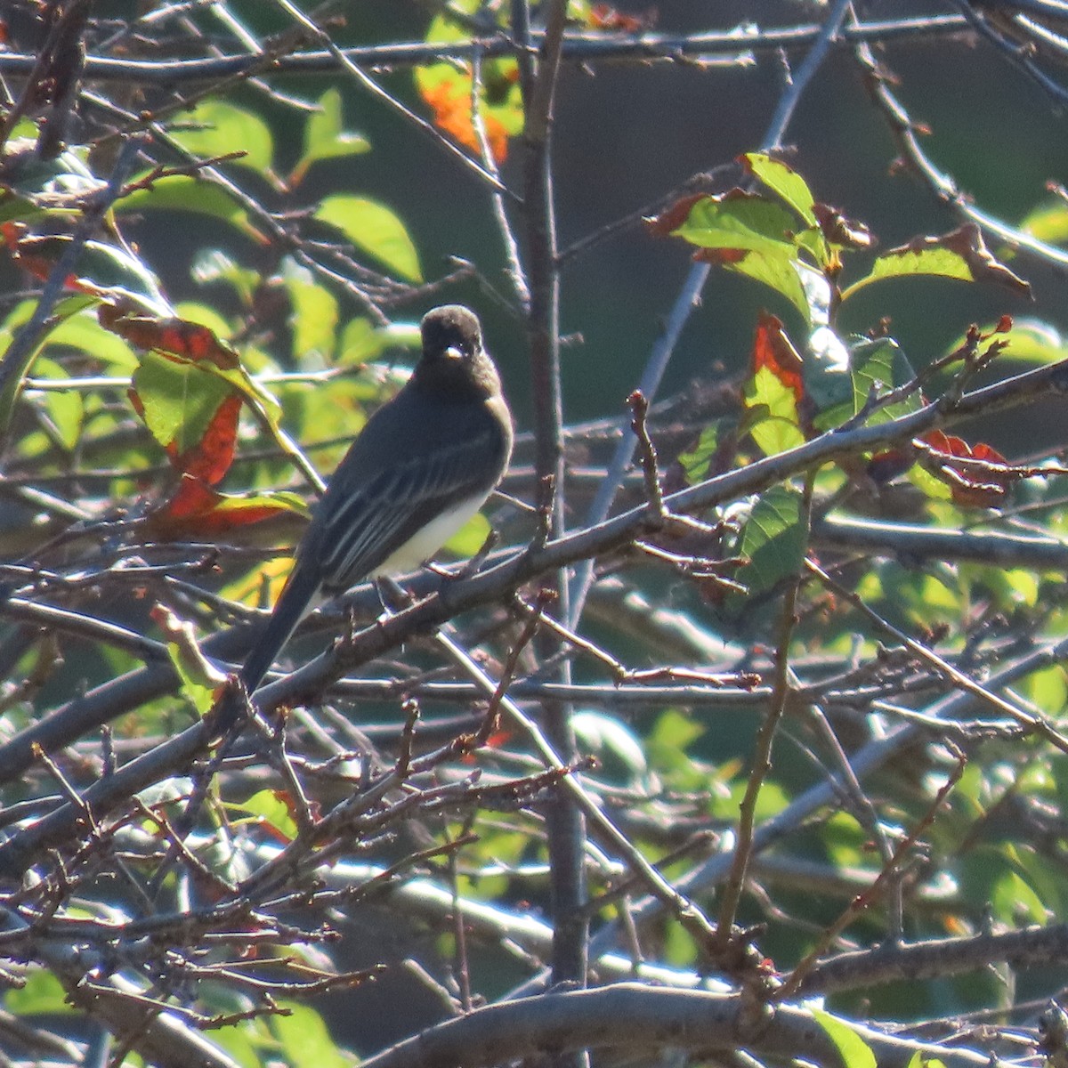 Black Phoebe - ML627577443