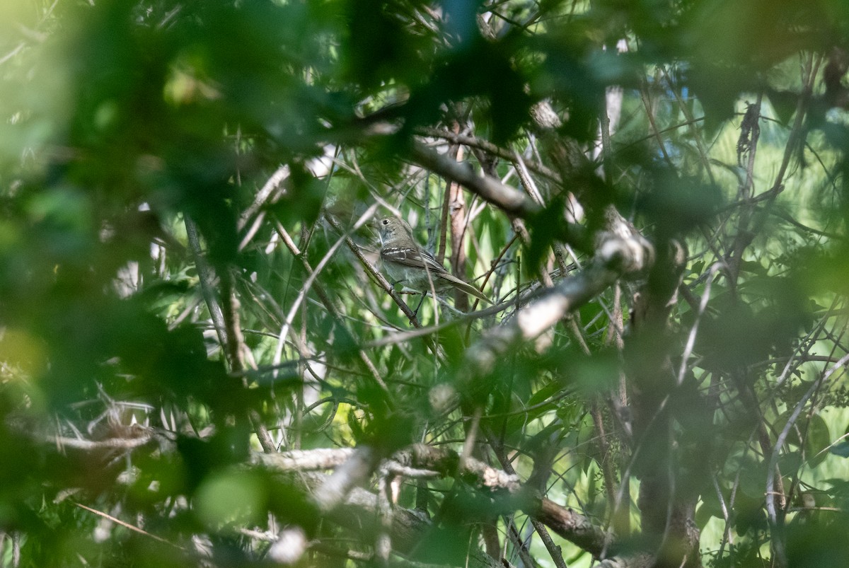 Small-billed Elaenia - ML627577449