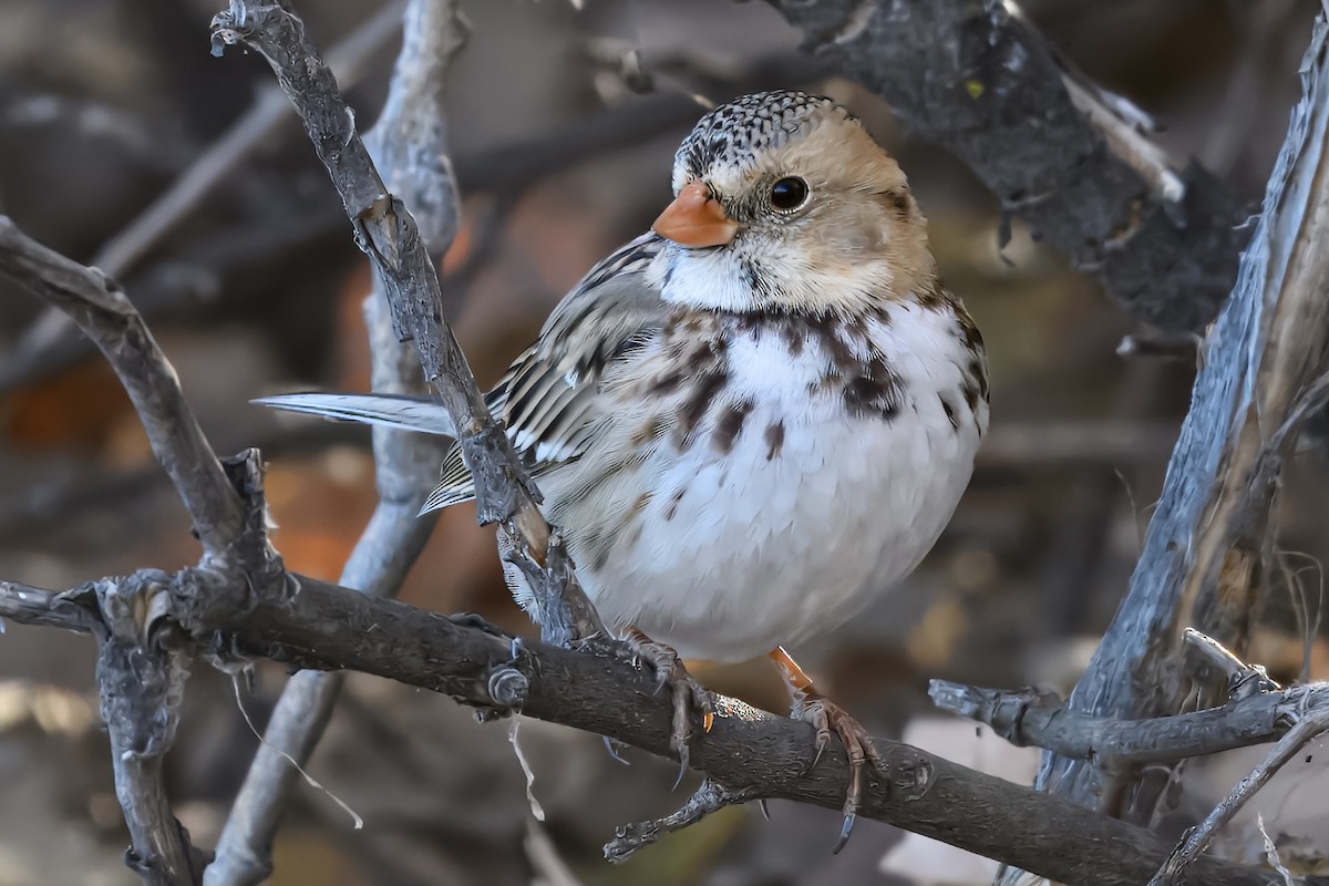 Harris's Sparrow - ML627577461