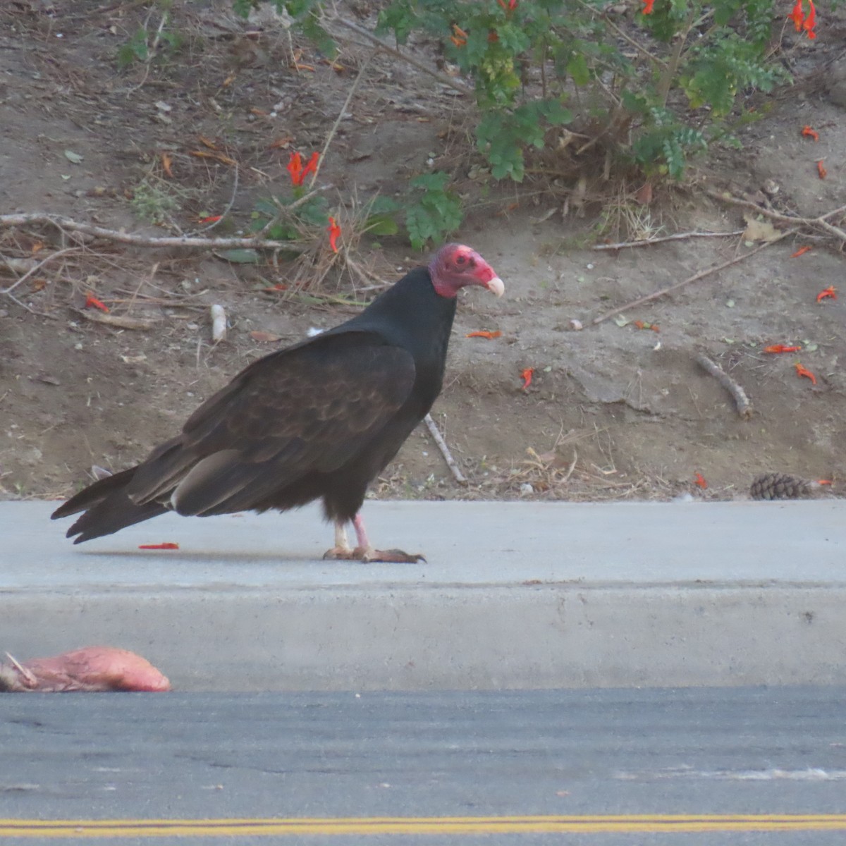 Turkey Vulture - ML627577509