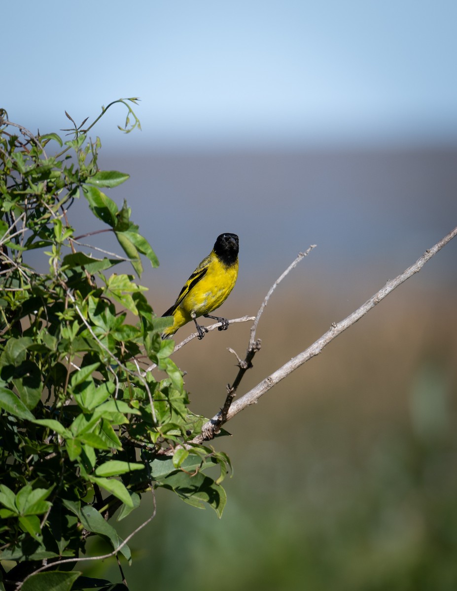 Hooded Siskin - ML627577560