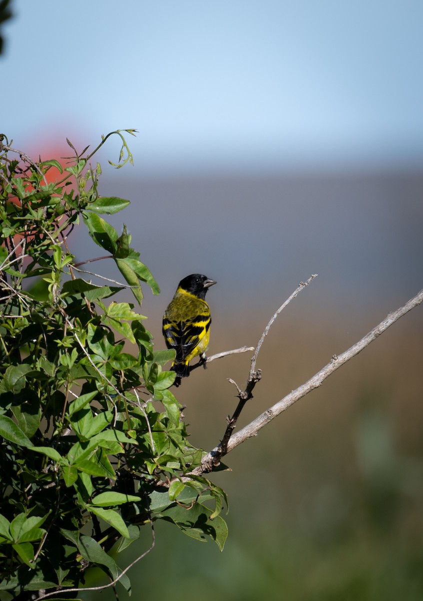 Hooded Siskin - ML627577561