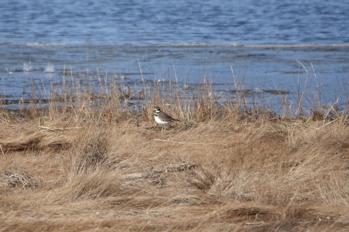 Killdeer - ML627577565