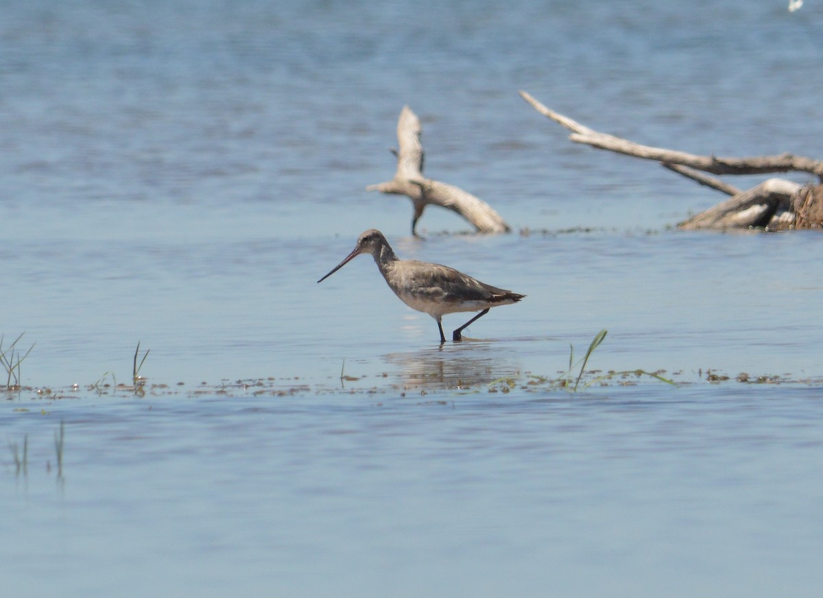 Hudsonian Godwit - ML627577635