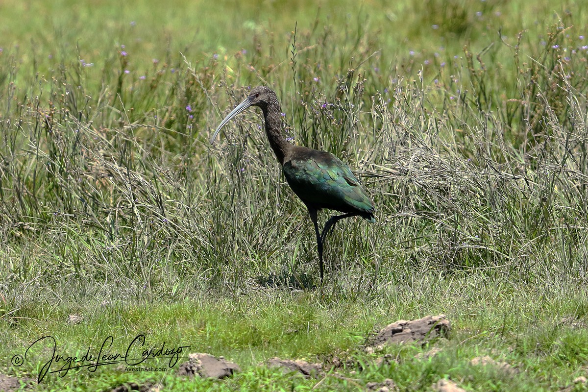 White-faced Ibis - ML627577652