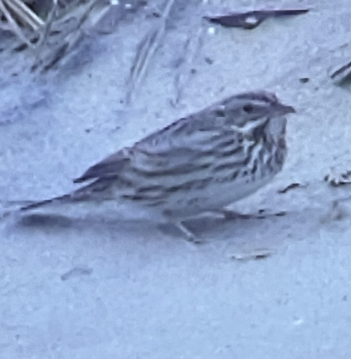 Savannah Sparrow (Ipswich) - ML627577861
