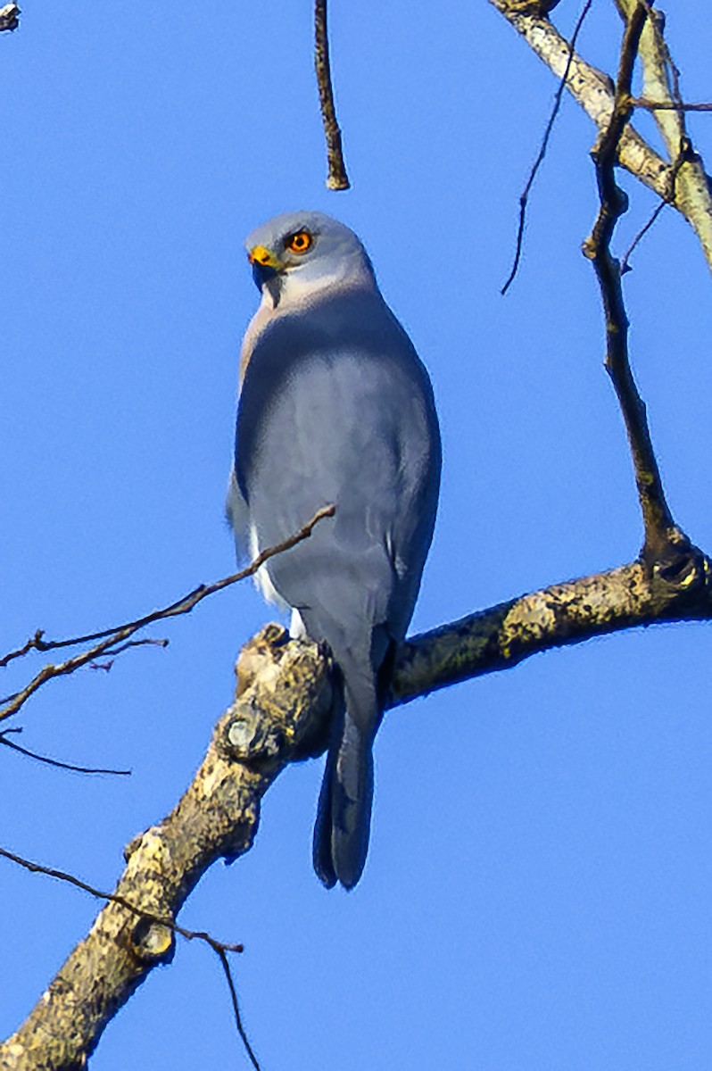 Variable Goshawk - ML627577881
