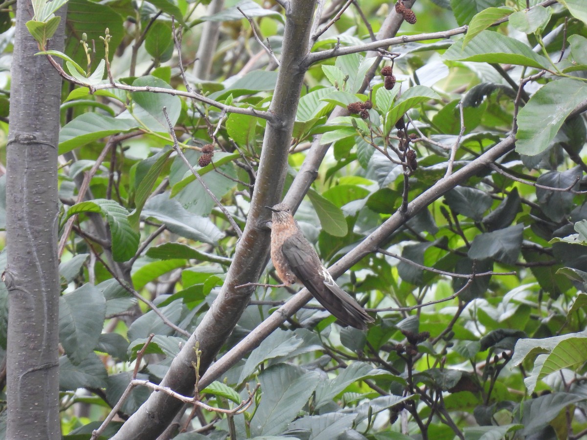 Colibri géant - ML627577893