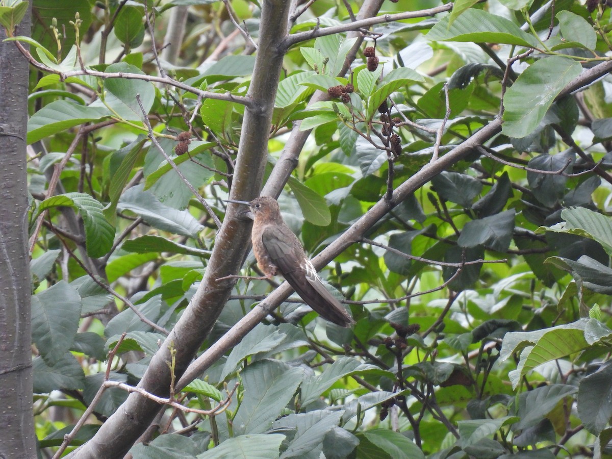 Colibri géant - ML627577895