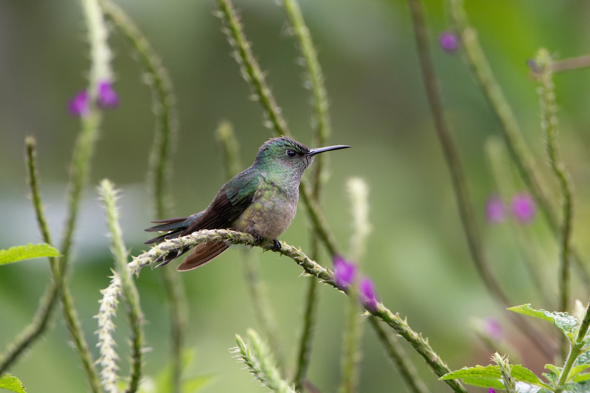 Colibri de Cuvier - ML627577899