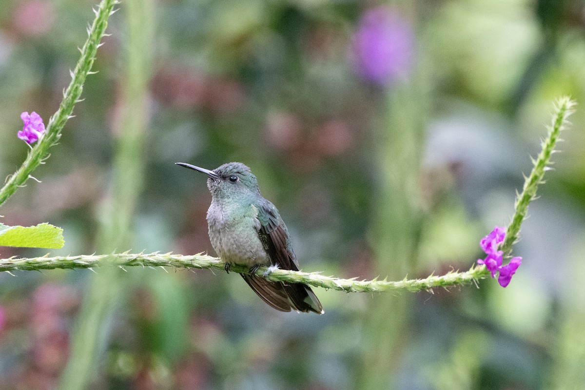 Colibri de Cuvier - ML627577914