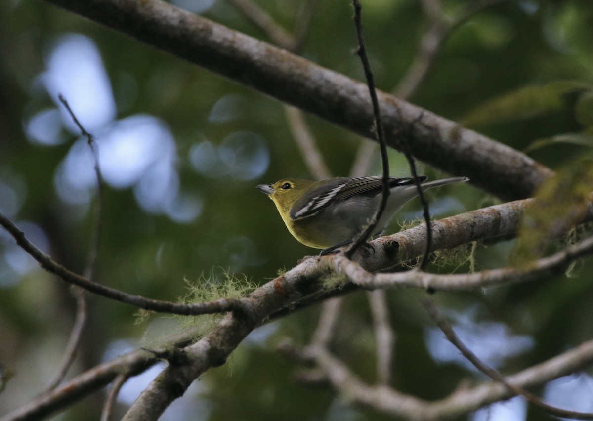 Yellow-throated Vireo - ML627577927