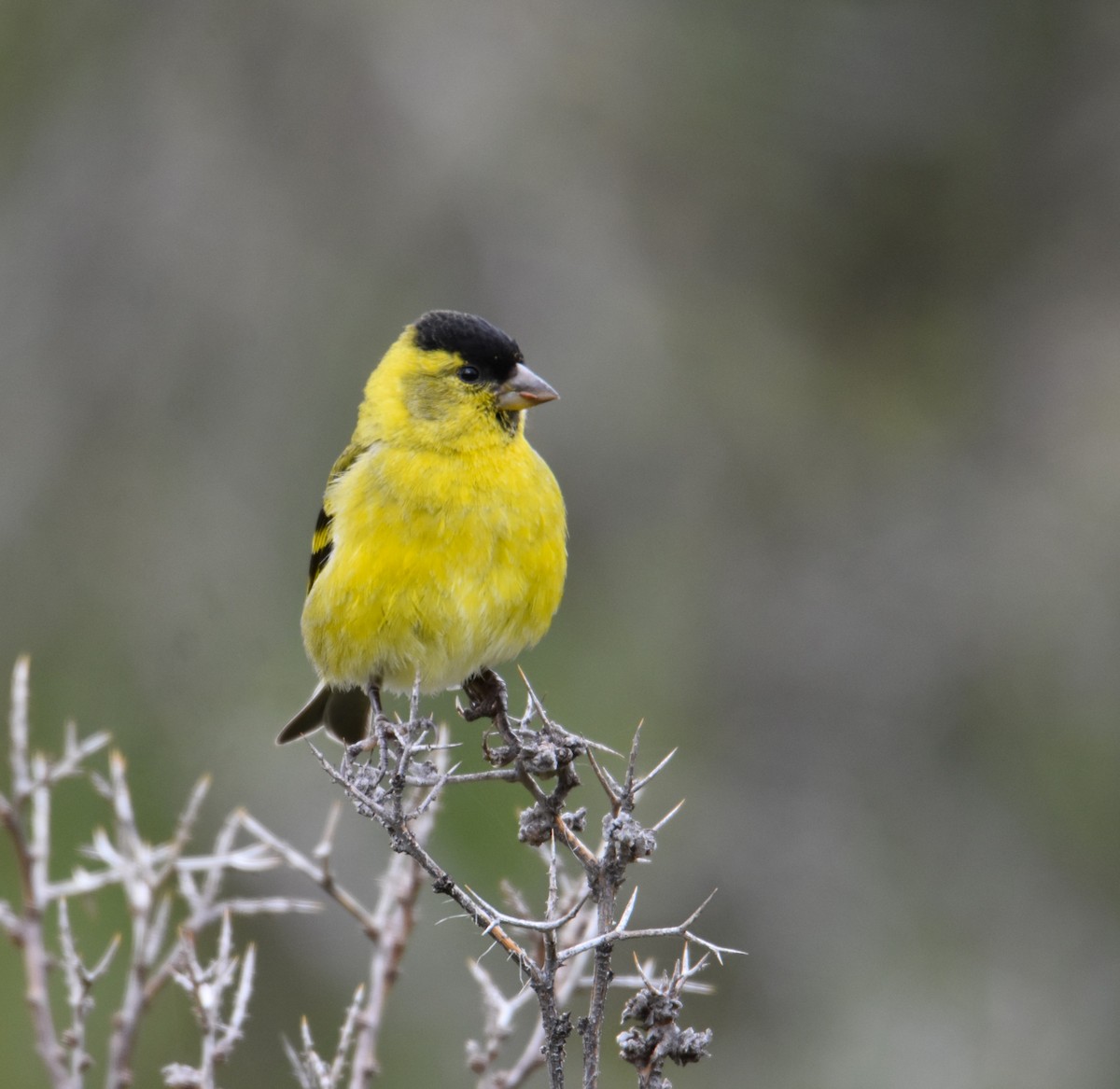 Black-chinned Siskin - ML627578019