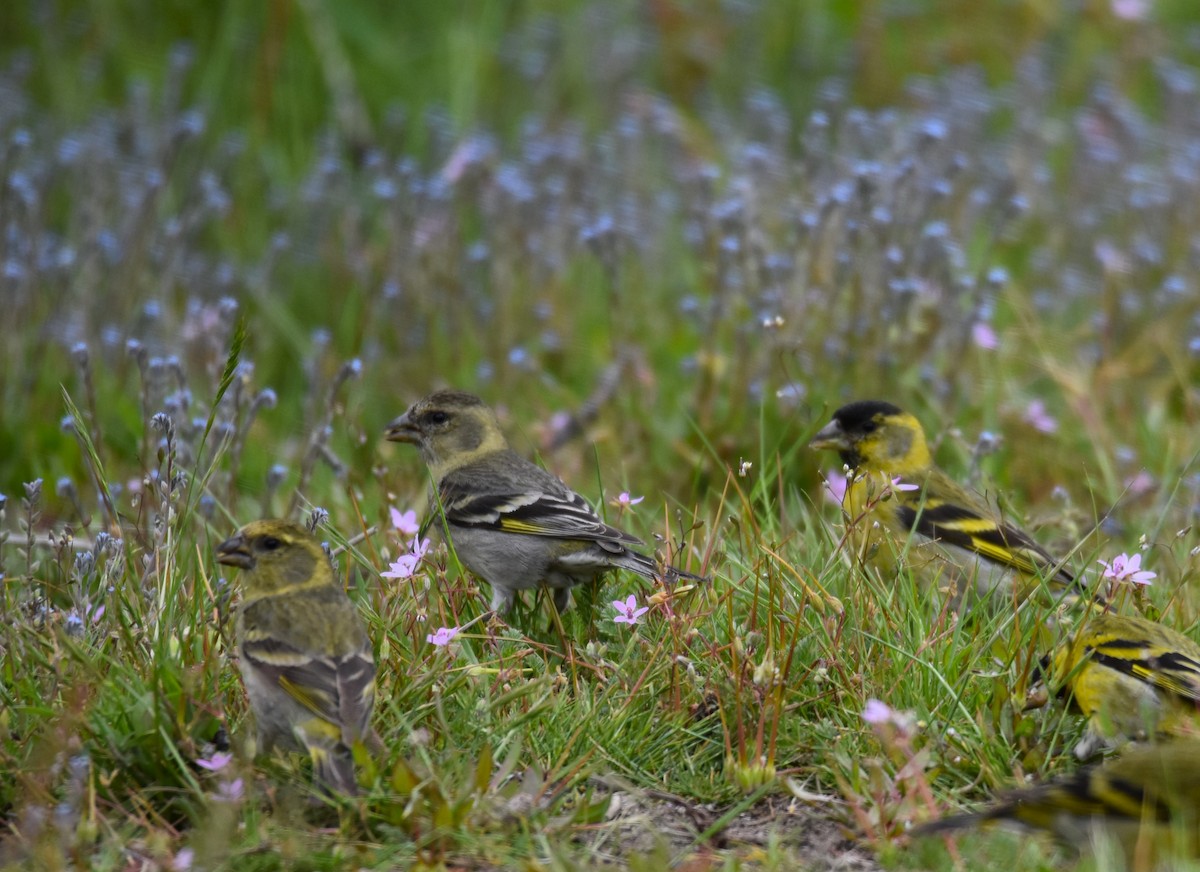 Black-chinned Siskin - ML627578024