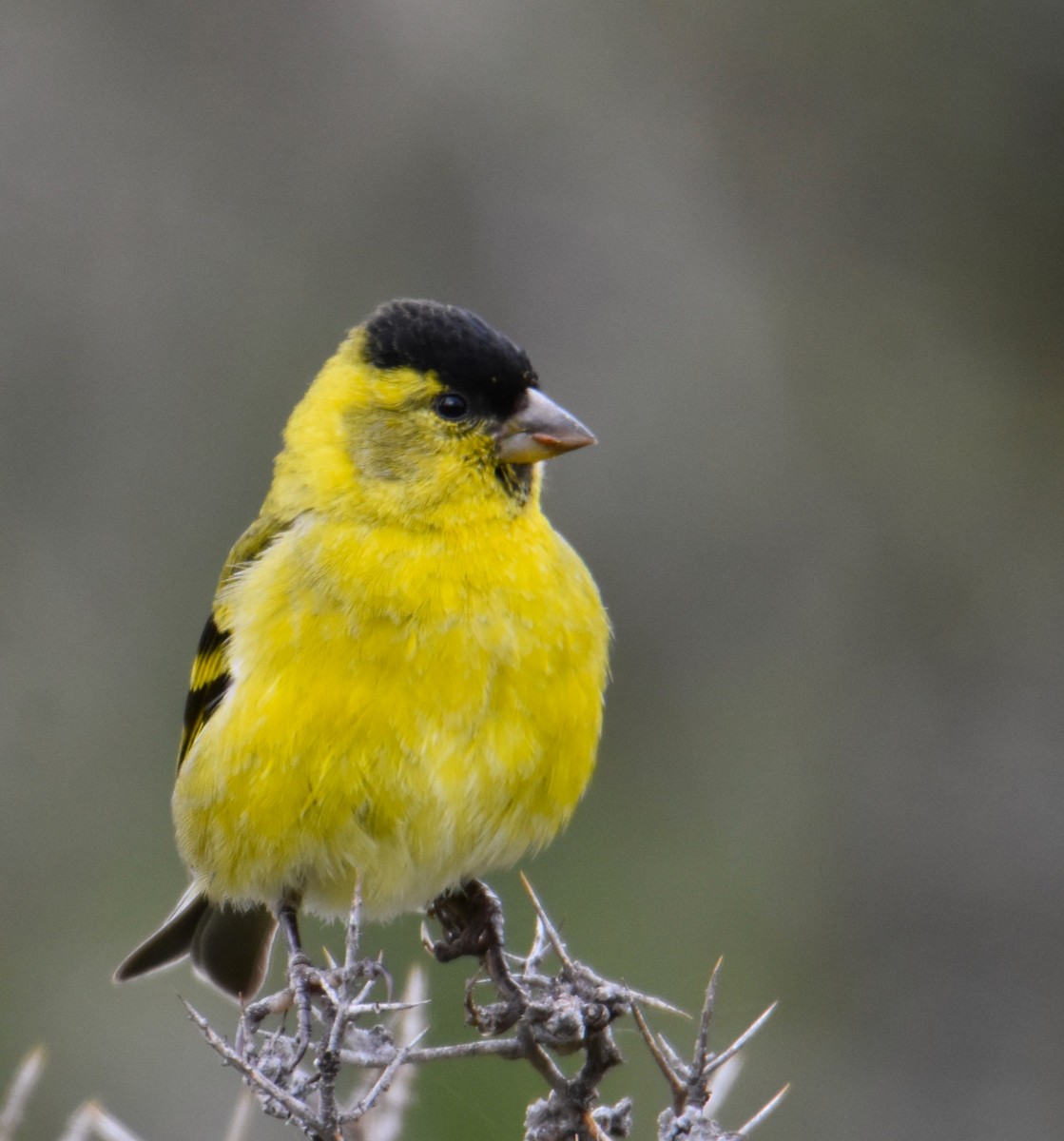 Black-chinned Siskin - ML627578033