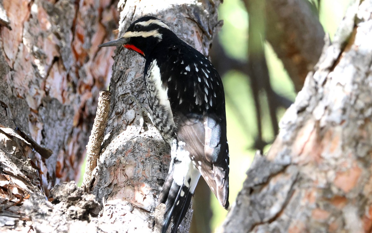 Williamson's Sapsucker - ML627578110