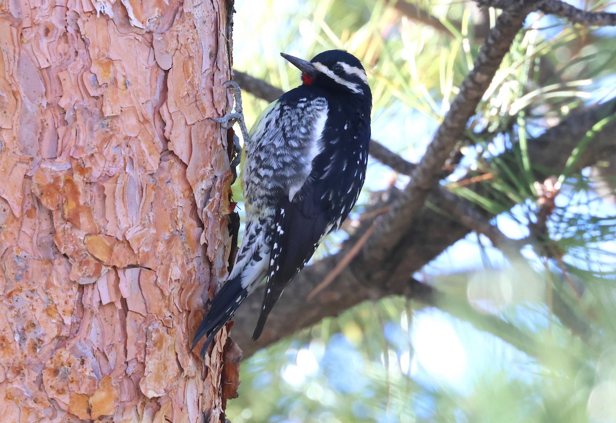 Williamson's Sapsucker - ML627578152