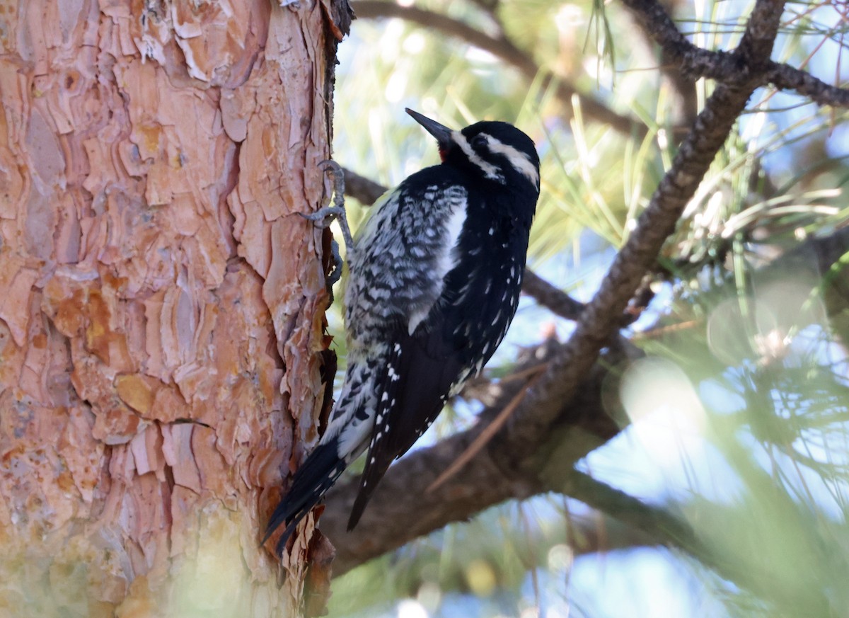 Williamson's Sapsucker - ML627578175