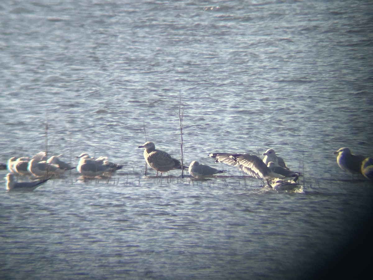 American Herring Gull - ML627578186