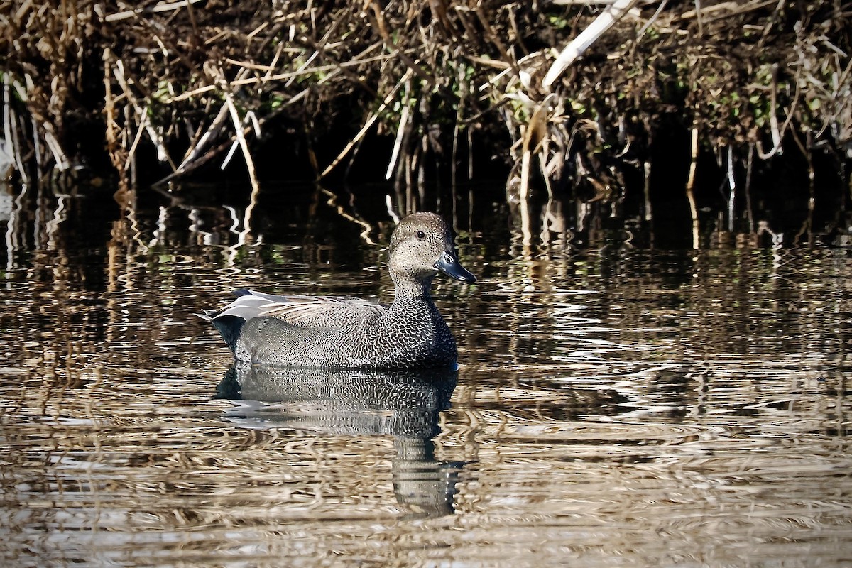 Gadwall - ML627578297