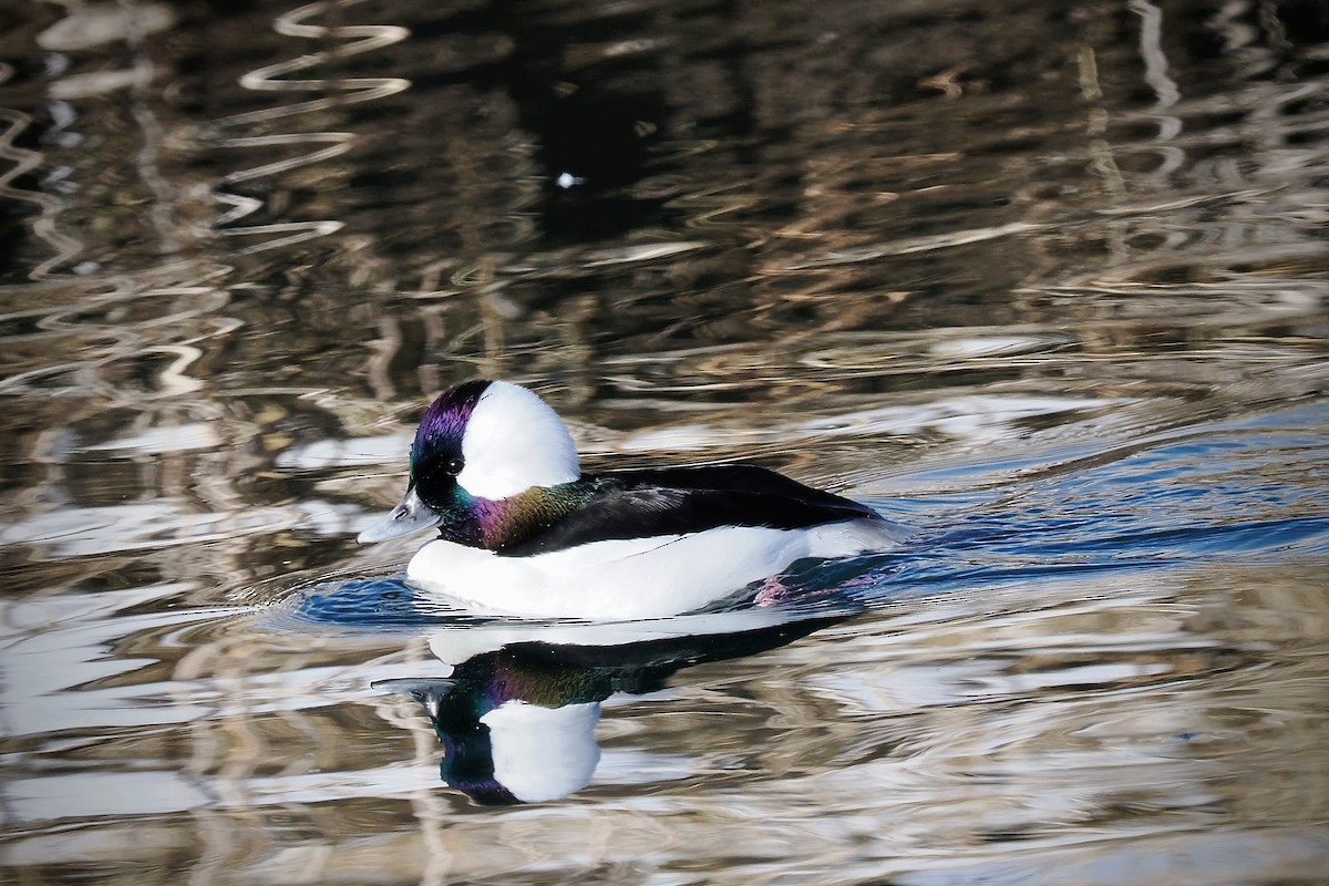 Bufflehead - ML627578335