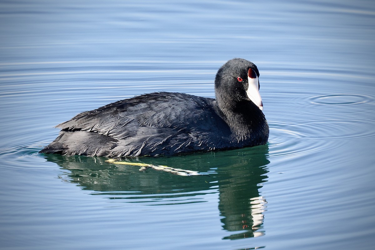 American Coot - ML627578351