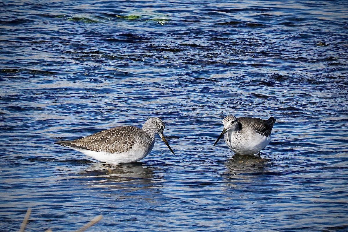 Greater Yellowlegs - ML627578355