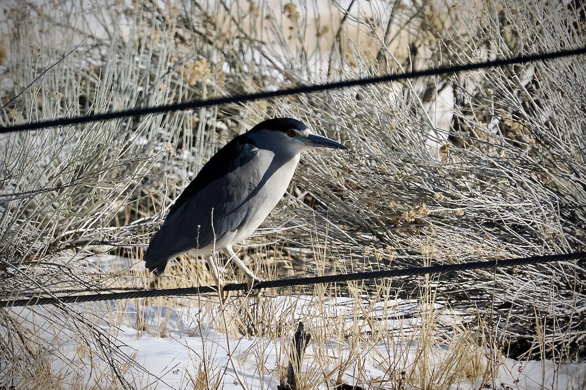 Black-crowned Night Heron - ML627578367