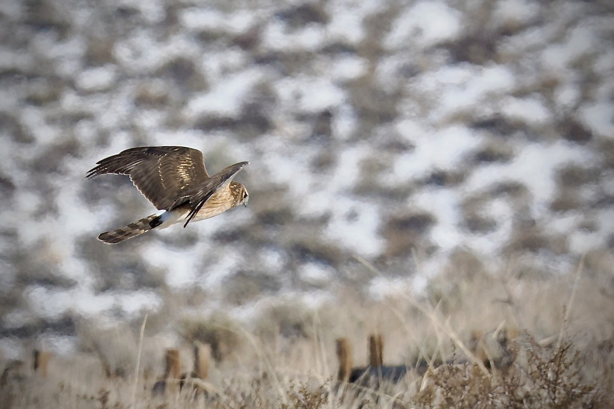 Northern Harrier - ML627578389