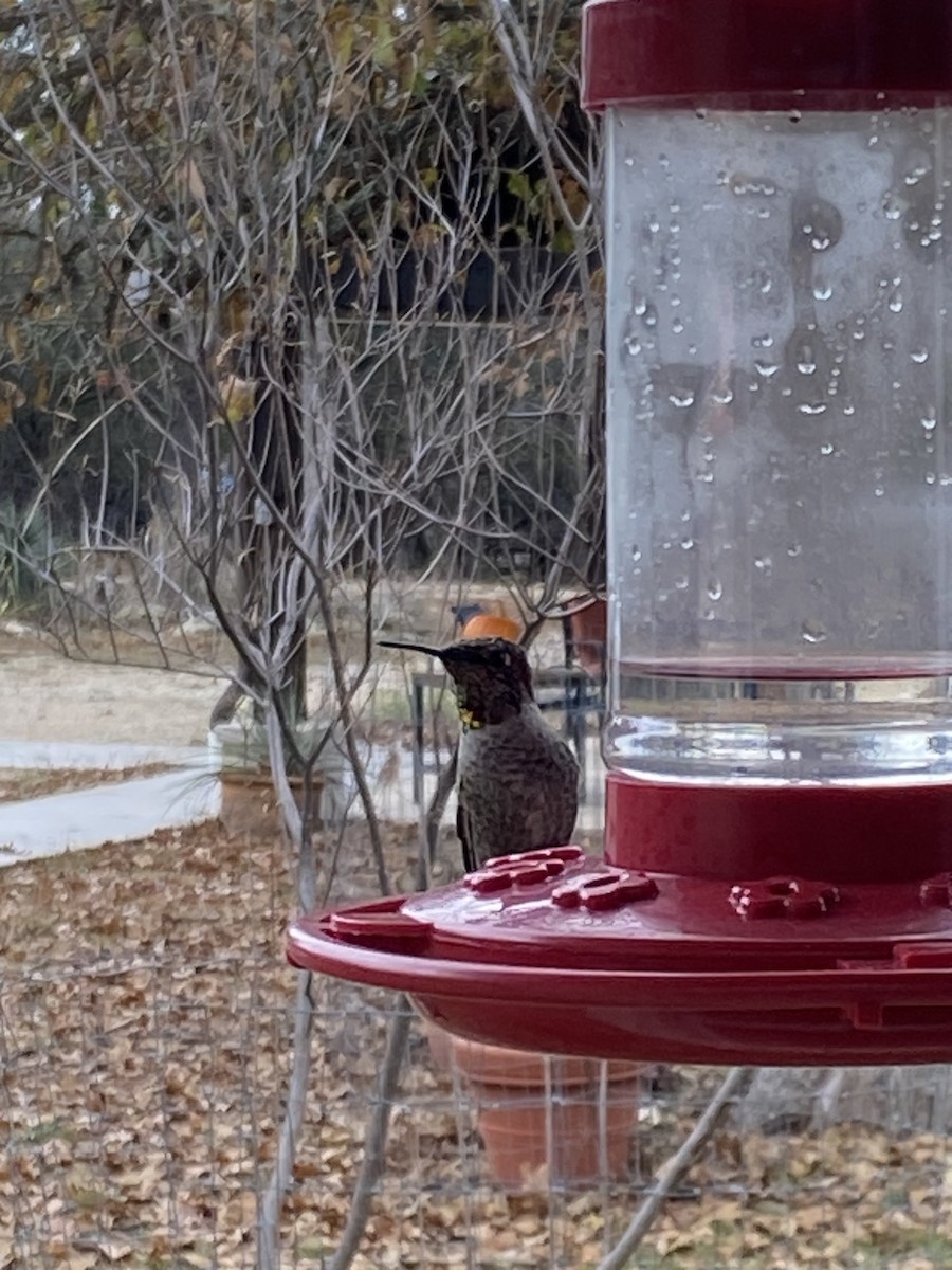 kalypta růžovohlavá - ML627578408