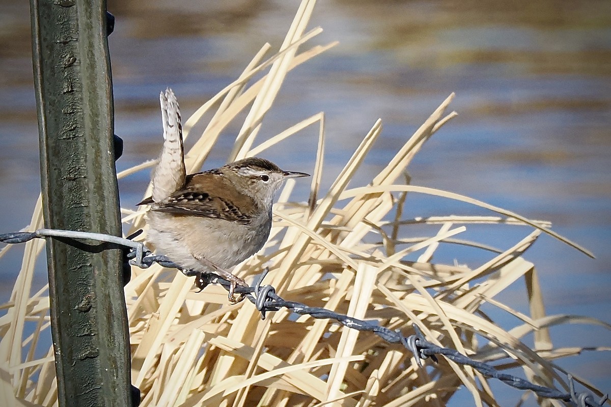 Marsh Wren - ML627578420