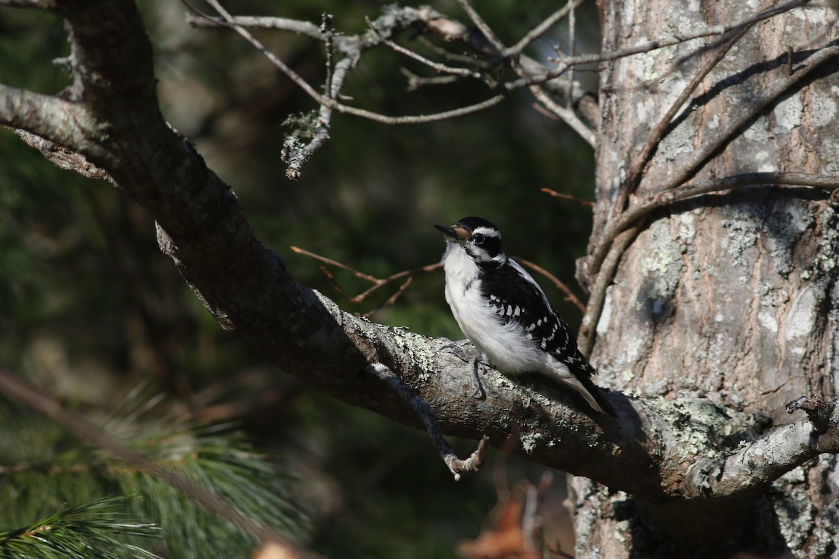 indianerspett (villosus gr.) - ML627578427