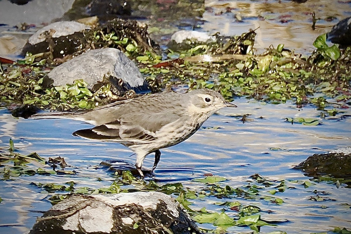 American Pipit - ML627578448