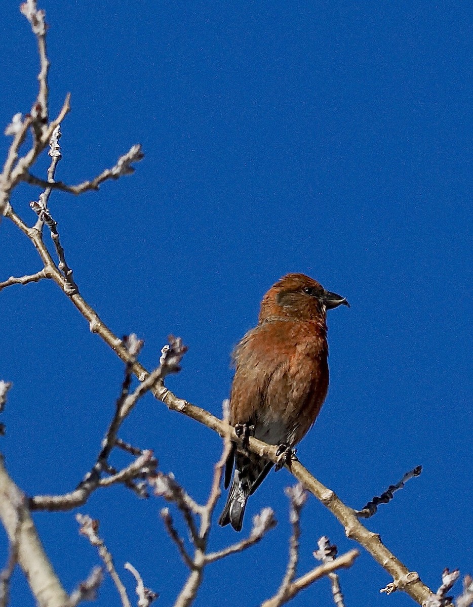 Red Crossbill - ML627578454