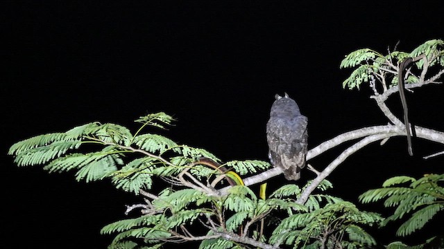 Stygian Owl - ML627578749