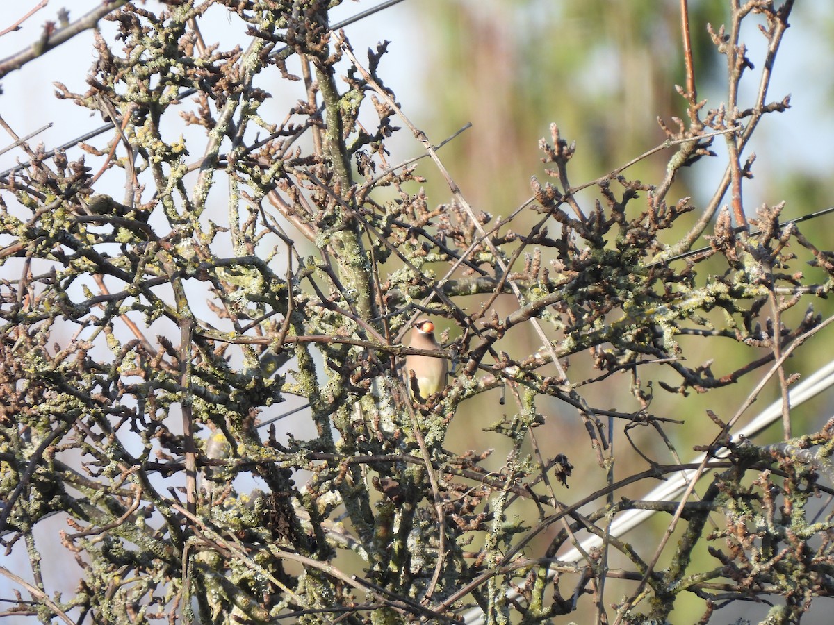 Cedar Waxwing - ML627578767