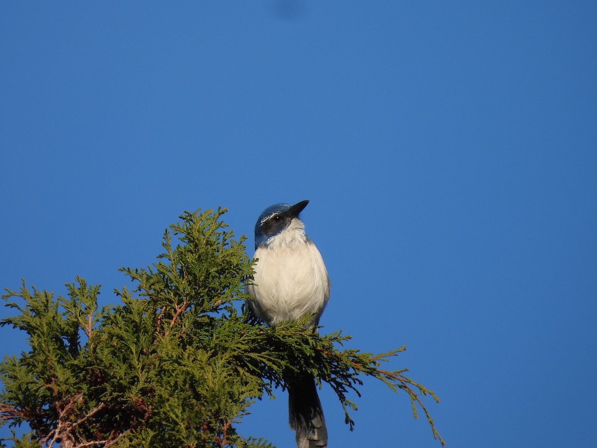California Scrub-Jay - ML627578783