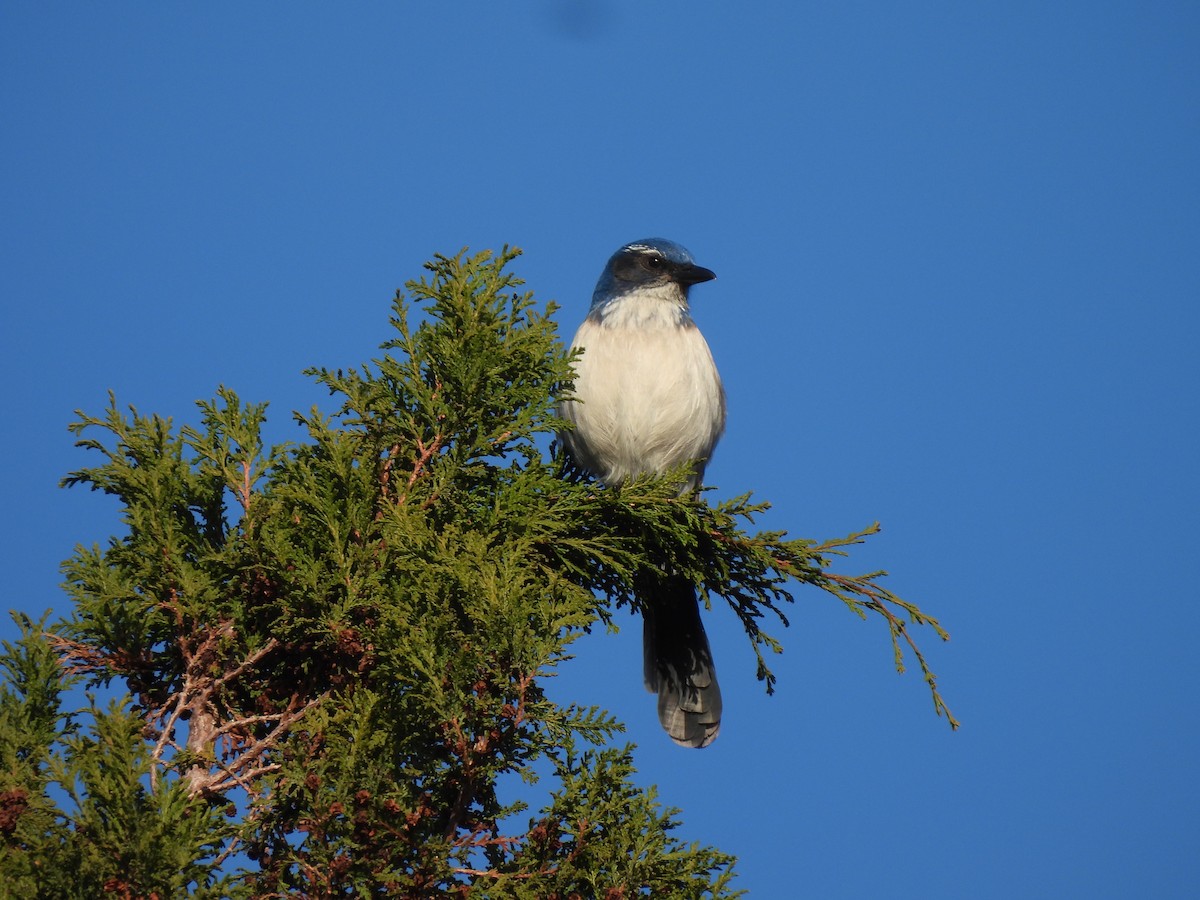 California Scrub-Jay - ML627578810