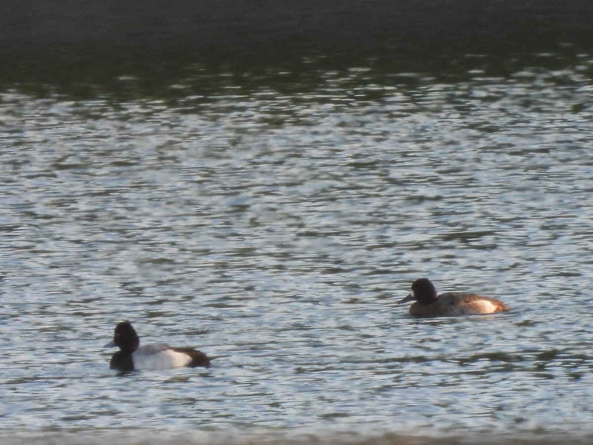 Lesser Scaup - ML627578832
