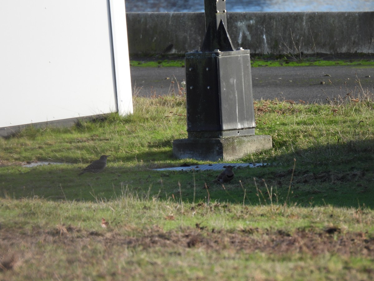 Northern Flicker - ML627578853