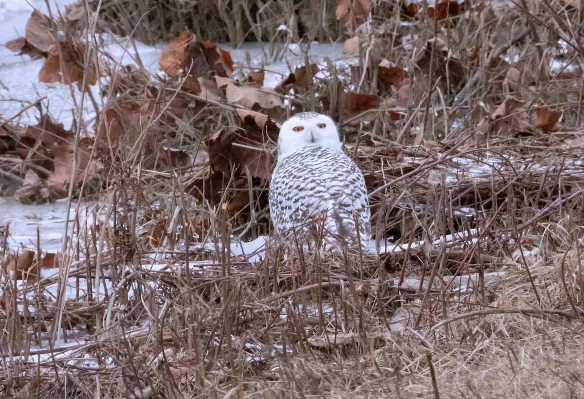 Snowy Owl - ML627578854